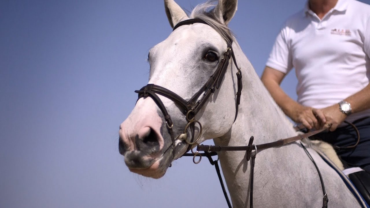 Emirates Equestrian Centre Dubai YouTube