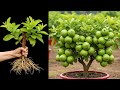 Grow Guava Tree Faster With These Simple Tips, how to grow guava tree use aloe vera