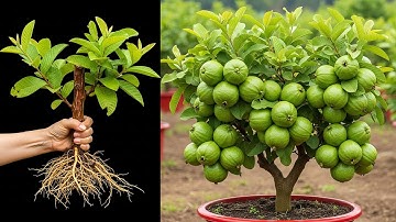 Grow Guava Tree Faster With These Simple Tips, how to grow guava tree use aloe vera