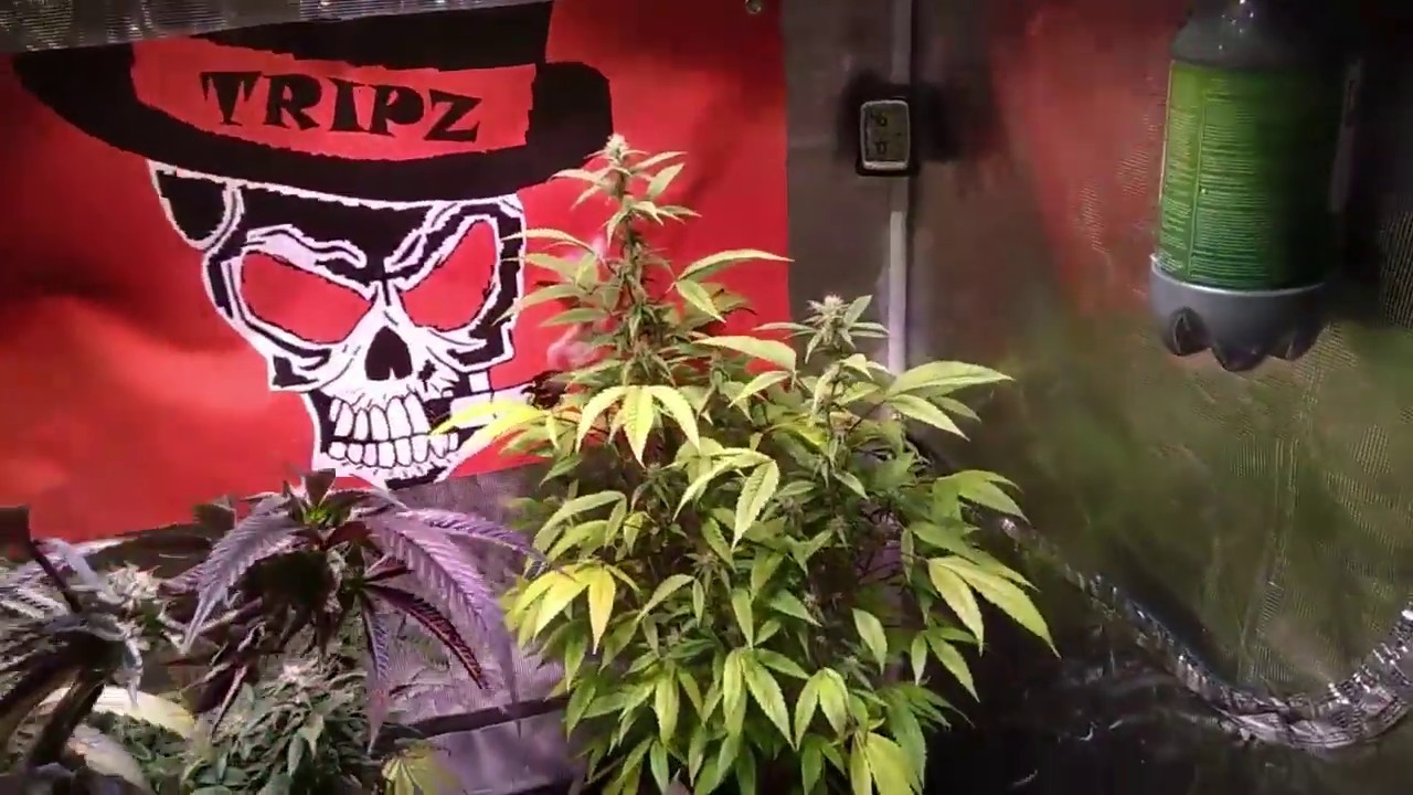 Tripz 88 Cannabis grow update using The Enhancer natural CO2 generator and the ladies love it. 