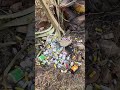 Beautiful Nature Destroyed by Drugs Must Watch
