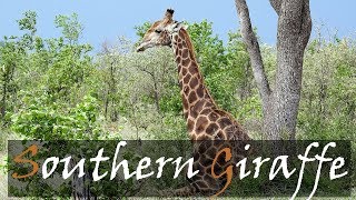 Southern Giraffe (Giraffa giraffa) Wildlife Video - Giraffes On Safari Video | Stories Of The Kruger