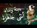أنثى حسون جاهزة تنادي على الذكر مقطع لتحفيز الحسون على التغريد ومساعدته في الجهوزية والهيجان أنثى حسون جاهزة تنادي على الذكر مقطع لتحفيز الحسون على التغريد ومساعدته في الجهوزية والهيجان
