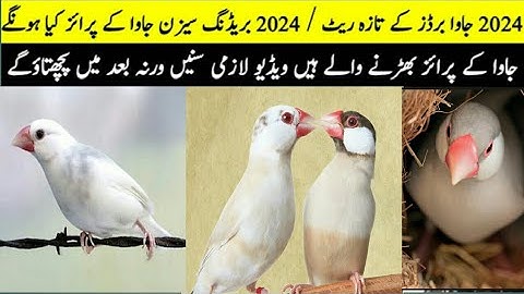 Java bird  Complete Information | 2023/2024 | Java Finch Full Information