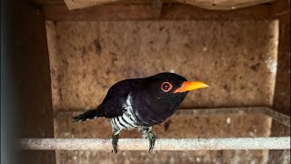 UPDATE STOK ABADI BIRD PALMERAH TERBARU !!! 10 JANUARI 2026