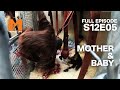 Baby Hujan Meets His Foster Mum | Season 12 Episode 5 | Full Episode | Monkey Life