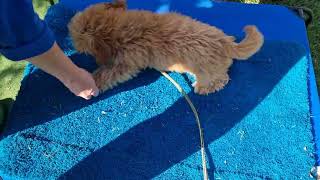 Male moodle puppy (teal collar)  training video August 2023