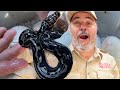 WHATS IN THE EGG (World's RAREST Snake Born 📦)