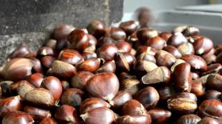 LA COOPERATIVA DE PUJERRA OFRECE DATOS SOBRE LA COSECHA DE CASTAÑAS