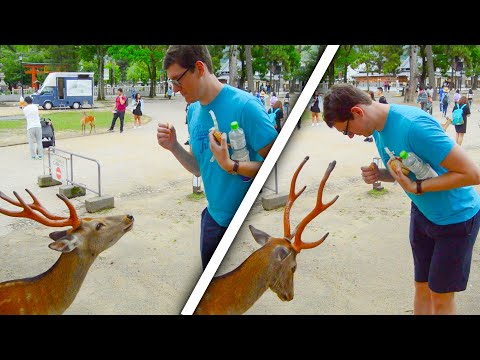 Bowing Japanese Deer Compilation