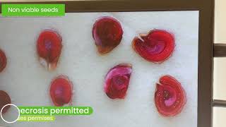 ISTA Tetrazolium Testing of Tomato Seeds