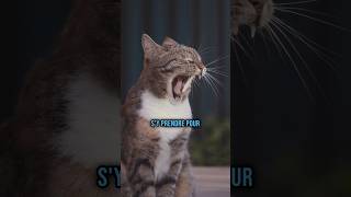 Jour 39 Pour Le Faire Le Meilleur Commentaire Darrêt