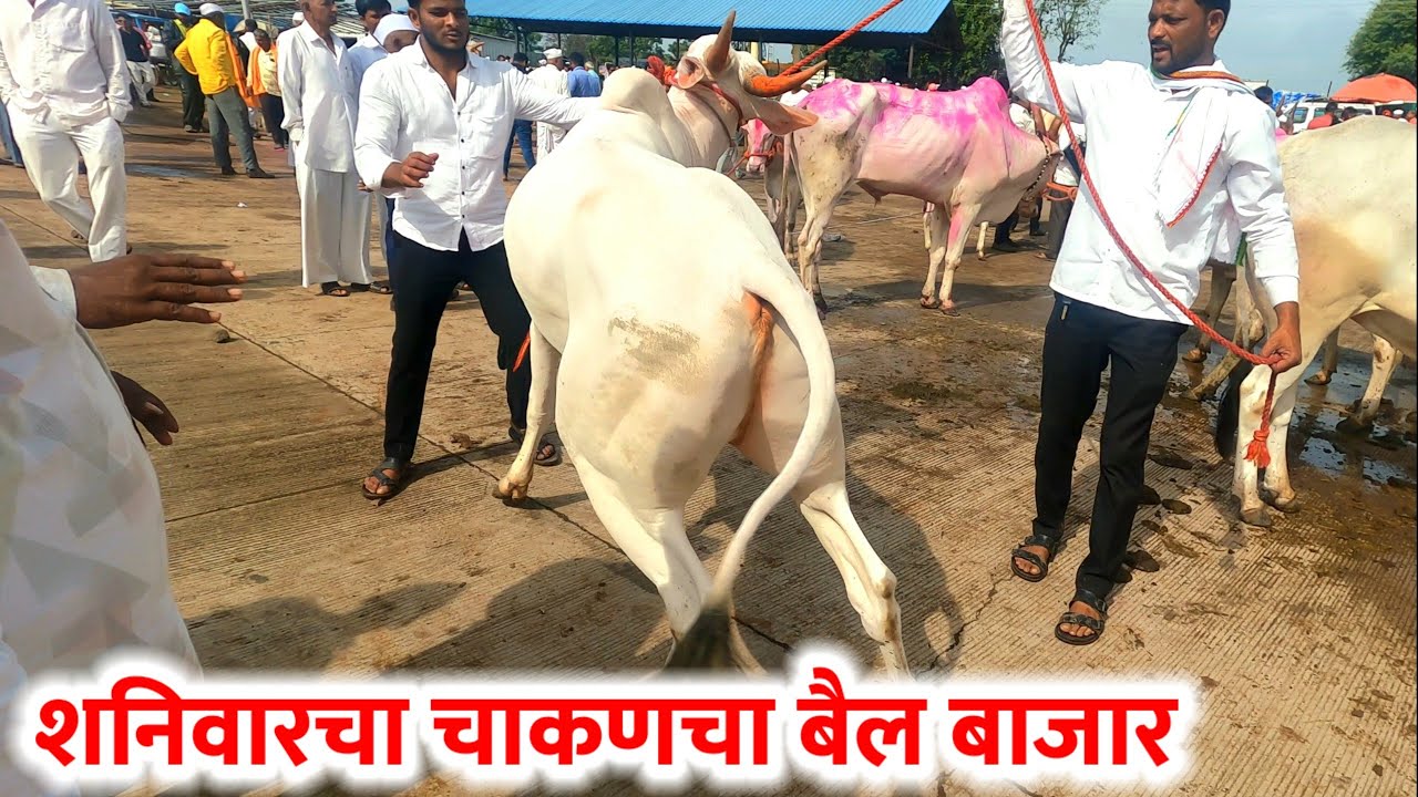 शनिवारचा चाकणचा बैल बाजार,,दि-‌05/07/2025…Chakan Bail Bajar..Bail Bazar chakan..#Chakan