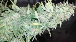 Fast Buds Zkittles Harvest!!! Super sticky!!! See description!! 🔥🔥 #indoorgrow #viparspectra #420