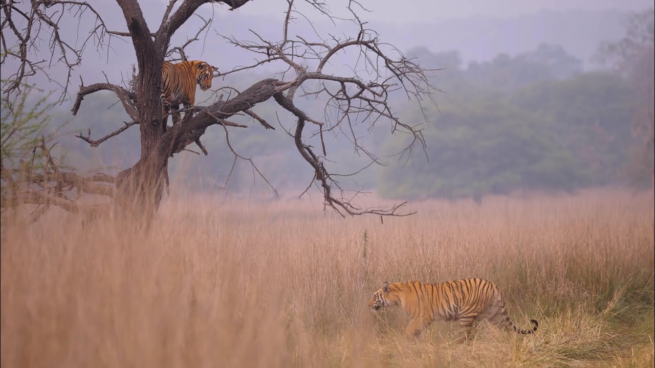 Tiger In Reeds A rare moment in bor tiger reserve tiger on tree π³ π
#bortigerreserve # ...