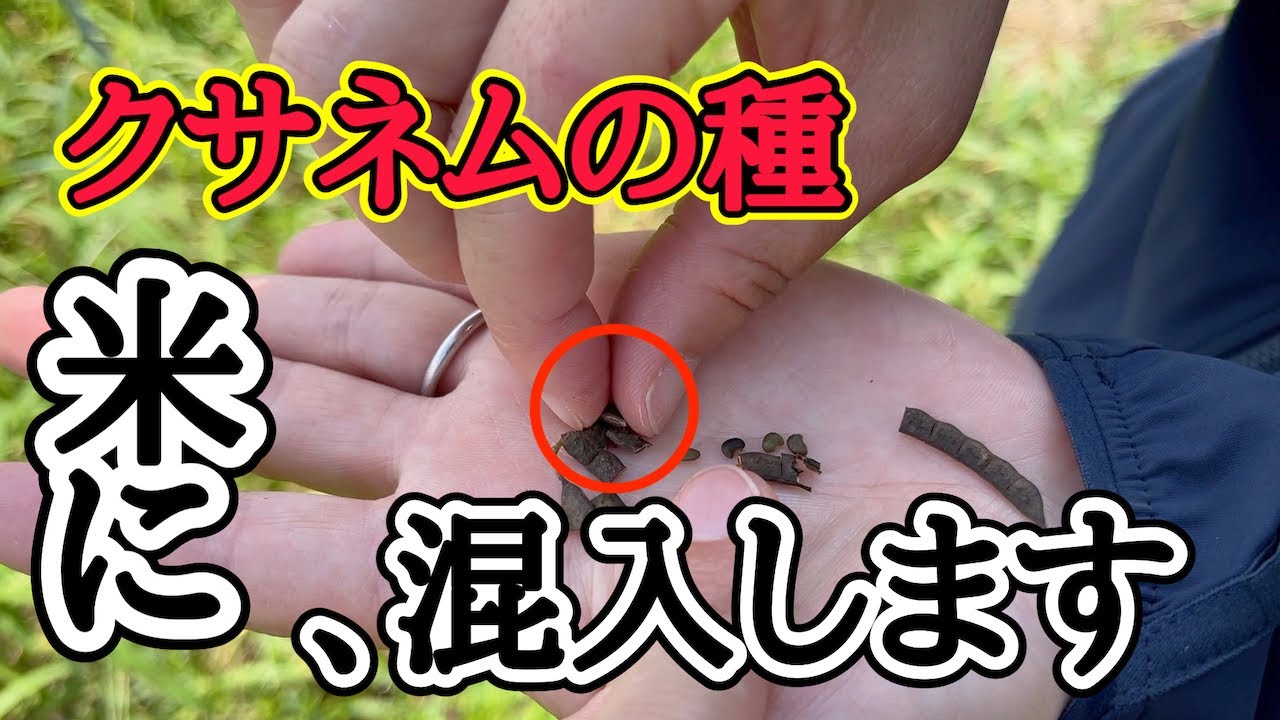 米 黒い 粒