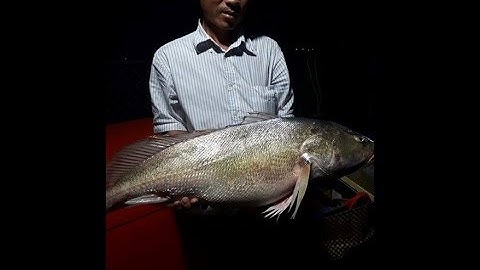 Tin nhanh 24/7 - Bắt được cá nghi Sủ vàng “khủng” quý hiếm trên sông Tiền.