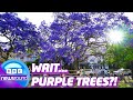 Happy News: Baby Hippo, Purple Trees &amp; More! 🦛💜 | Newsround | News For Kids