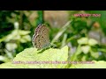 Beautiful butterfly || Ceraunus blue || nature&#39;s sign