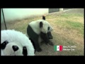 PANDA! PANDA! PANDA! [パンダ！パンダ！パンダ！] - PANDA 1/2