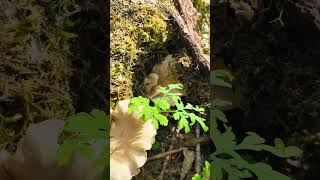www.pnwfungiforager.com/oyster-mushroom. #forageharvest #mushroom #pnw