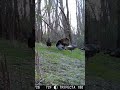 #turkey #hunting #nature #shorts