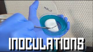 Broke Boy Tek: Grain Spawn Inoculation