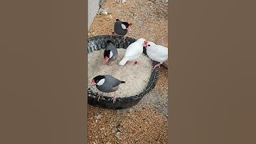 java Sparrow# birds# java short video# viral# treding# YouTube short# birds breeding# Hyderabad bird