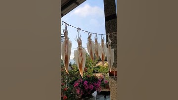 Cách phơi mực khô để mực được đẹp| Cuộc sống miền biển #bien #haisan #meovat