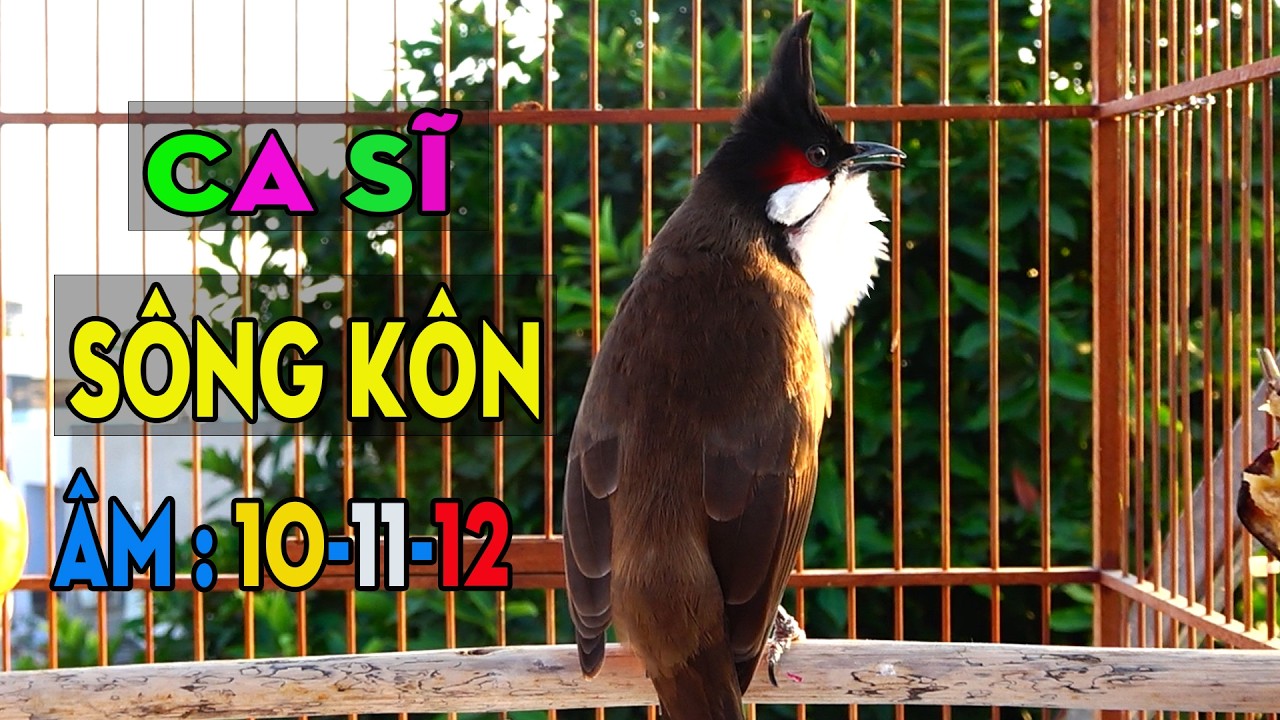 Luyện Giọng SONg KOn | Chào Mào Sông Kon Hót Nghe Đã Tai | Luyện Má Trắng Học Nhanh S21