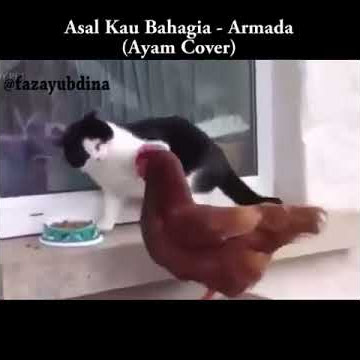 Kocak ayam nyayi armada