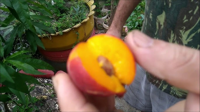 Pêssego com folhas contorno com mancha laranja nectarina damasco cartão  para aprender a palavra pêssego em inglês