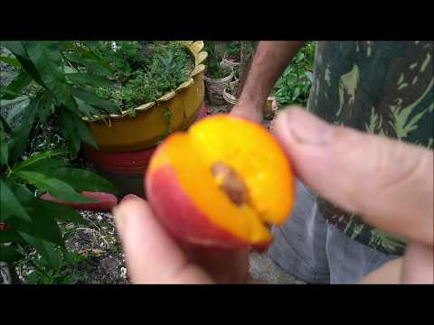 Vídeo: Cuidados com a árvore de nectarina em vaso - Como cultivar uma árvore de nectarina em um vaso
