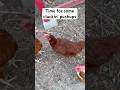 Chickens teach money man how to do pushups