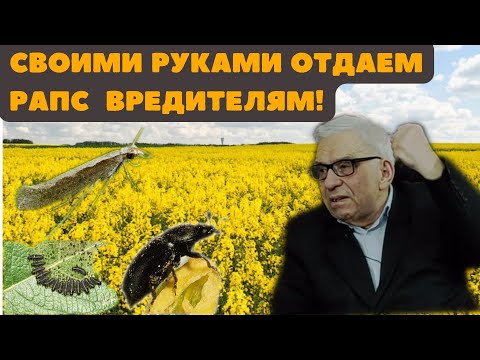 ВЫРАЩИВАНИЕ ЯРОВОГО РАПСА | ЭТА ТЕХНОЛОГИЯ СЭКОНОМИТ ВАМ ДЕНЬГИ