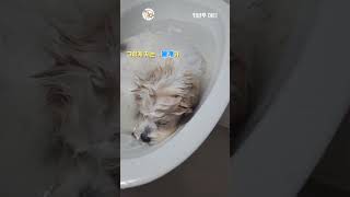[카바푸 아티] 물에 미친 강아지에게 닥친 최대 난제. The Ultimate Dilemma for a Water-Obsessed Puppy...🚨