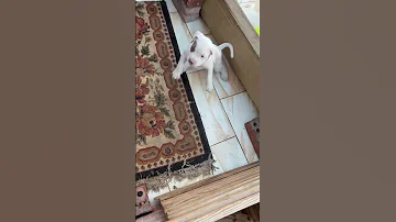 وانت بتطلب مني جرو Dog Foryou اكسبلور كلاب Pitbull Doglover Pets Americanbully 