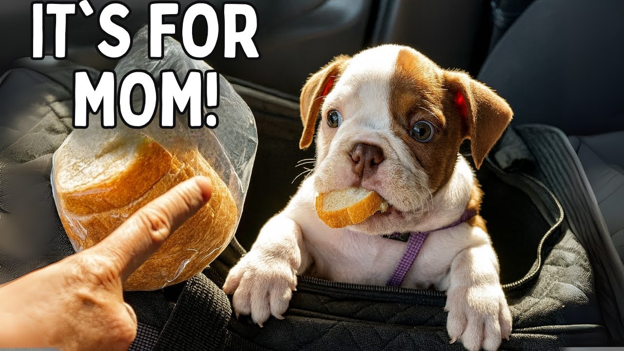 Teddy the Puppy’s Snack Time Tricks: Bread for Mom’s Health? | Part 2