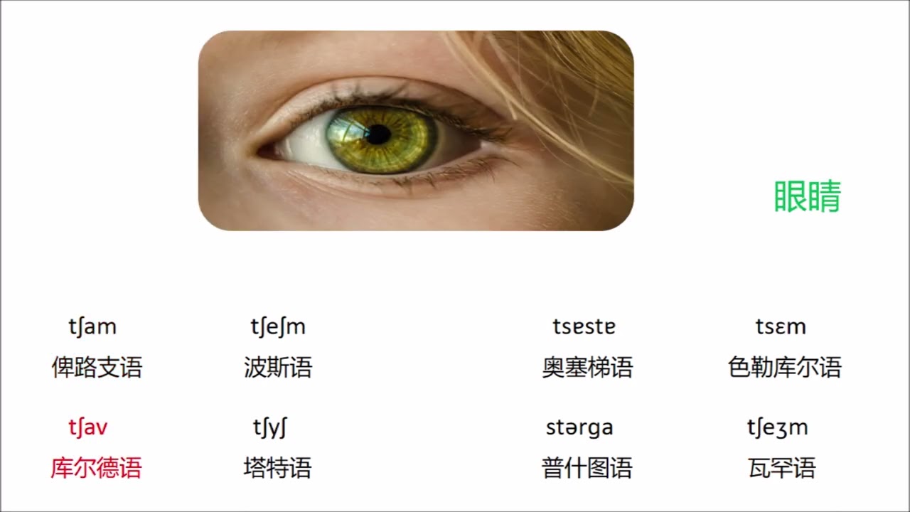 西伊朗亚语支与东伊朗亚语支的对比