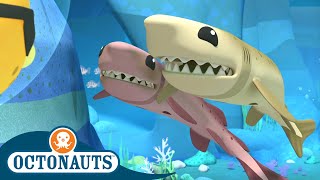 Octonauts  Cookiecutter Sharks & The Sardine School | Cartoons for Kids | Underwater Sea Education