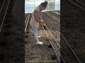 植え穴の準備：温室での電動オーガー使用