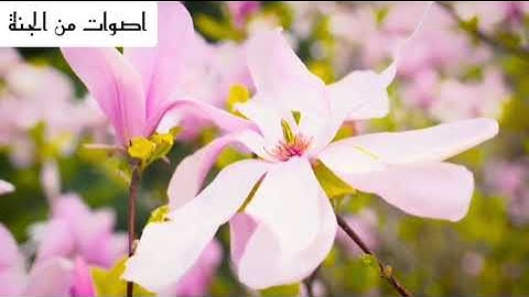 تلاوة رائعة تاخذك الي عالم اخر