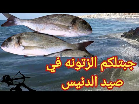 أفضل طريقة لصيد الدنيس للمبتدئين والمحترفين نصائح وأسرار الصيد الناجح