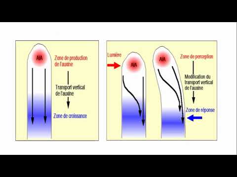 Vidéo: Le Mouvement Des Plantes Et De Leurs Organes