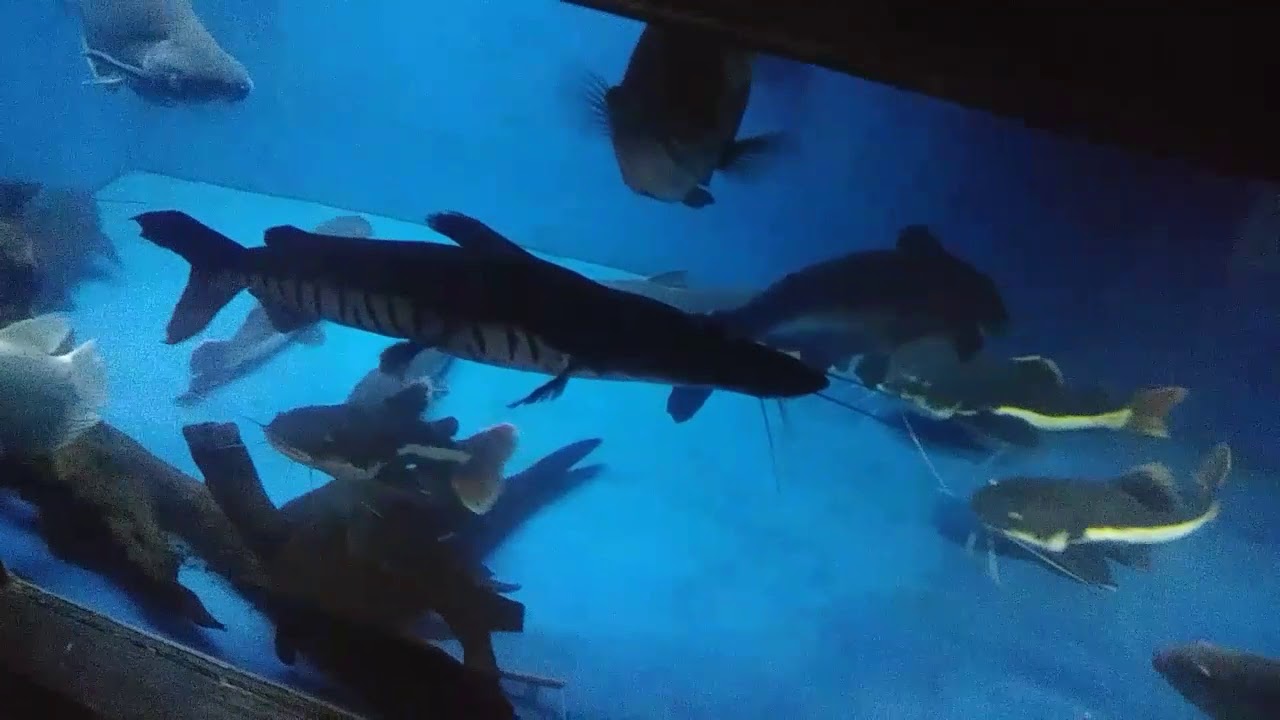 Ohio fish rescue walkthrough YouTube