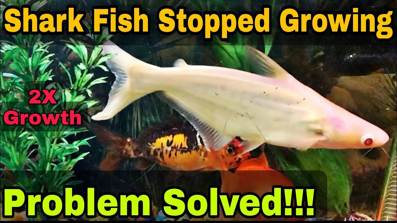 main-reason-why-shark-fish-stop-growing-shark-fish-ko-jaldi-bara-kese