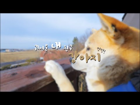 <strong>이렇게까지</strong> 귀엽기 있기 없기?? 강아지 <strong>모음</strong> 영상