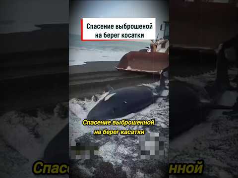 Спасение косатки на Камчатке #shorts #косатка #спасение #животные