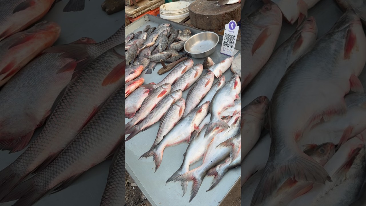 ഒരു മീൻ vlog 🐟😱 Daliy Vlog pune malayalam Arjun Aravindan 