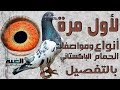 أنواع ومواصفات الحمام الباكستاني الطيار الجيد من#الغية#العمدة